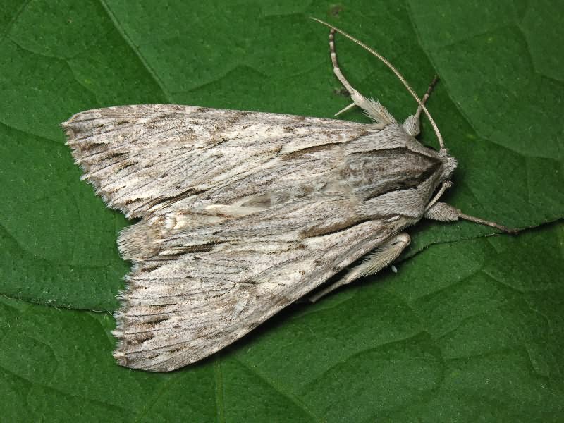 Auchmis detersa (Esper, 1787)